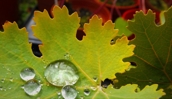 A photo of some leaves with water droplets on them from the greenhouses of Glasgow Botanic Gardens. 