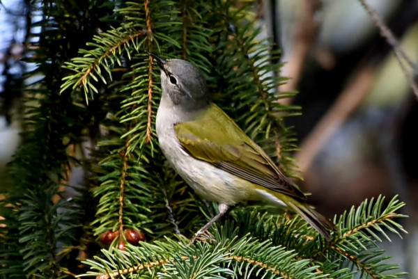 A warbler is sitting among spruce branches, reaching upwards. It's wings are khaki-green, it has an off-white breast, and a grey head.