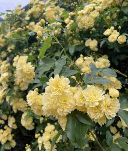 This is a picture of yellow Bank's Rose flowers.
It is called "mokkou-bara" because its fragrance is similar to that of wood incense, a type of fragrant wood.
The sight of the small flowers clustered together is very lively and lovely.