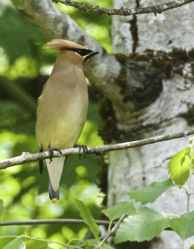 Front view of a cedar waxwing sitting on a branch with a slightly out of focus tree trunk in the background. It's looking off to the side - head is in profile with the crest slightly lowered. You can just see the yellow on the tips of its tail feathers.