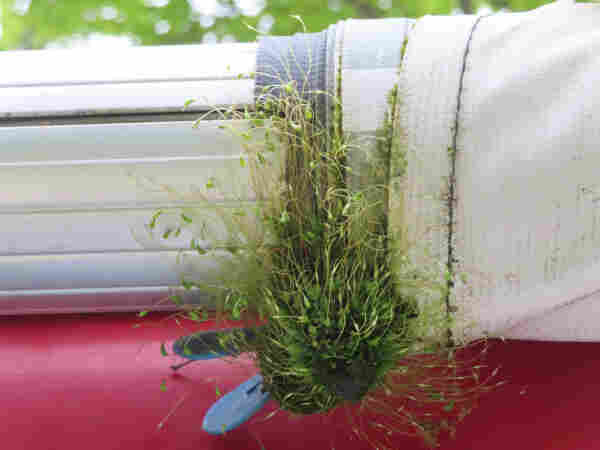 Synthetic fabric rolled up at the edge of a travel trailer. A moss with very long sporophytes grows at the edge of the rolled-up fabric on the aluminum spool. 