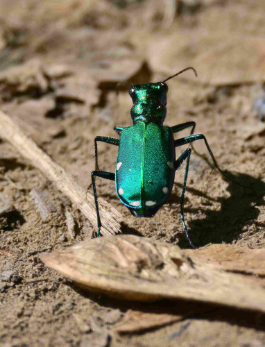 A large shiny blue-green beetle walks along a dirt path strewn with leaves and twigs. The beetle gleams in the sun against the back-drop of the grey-brown dirt.  There are six white spots on the rear half of the abdomen that earn this beetle its name.