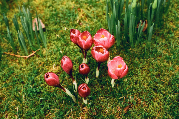A colour photo showing a group of apparently pink crocuses from above (in real life they are purple). Above then in the image are the stems and buds of narcissi growing.