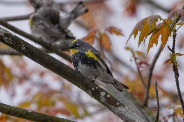 A male Yellow-rumped Warbler (Audubon's subspecies, with solid grey face and yellow throat) is up in a tree surrounded by reddish leaves. The light is a bit dim and the sky is grey. In the background and out of focus, higher up in the tree, is a female of the same species and supspecies, preening herself