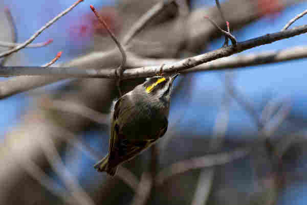 a golden crowned kinglet with its back to us as it clings hanging down from a thin branch covered in little brown dots of small bugs. they are looking at the branch and have one of the bugs in the tip of their beak. they are a mostly grey bird with a yellow and black head stripe and yellow accents on the their mostly black wings