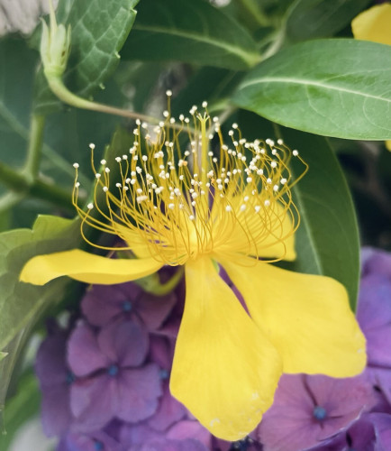 This is a photo of the yellow flowers of St. John's Wort.
Their abundant stamens extend upward like delicate threads.
Round beads of pollen are carefully attached to the tips of the yellow threads. The white pollen is lifted by its tentacles and directed toward the pistil.

They may be the tentacles of ohmu〜王蟲.( Nausicaä of the Valley of the Wind)