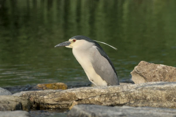 Photo of a Black-crowned Night Heron sitting atop some rocks sticking out just above water level. One of their crimson red eyes can be seen as they look towards the left-hand side as they sit with neck tucked in, their signature pose apparently. Even though they are mostly nocturnal animals, this one was casually sitting around in day time.