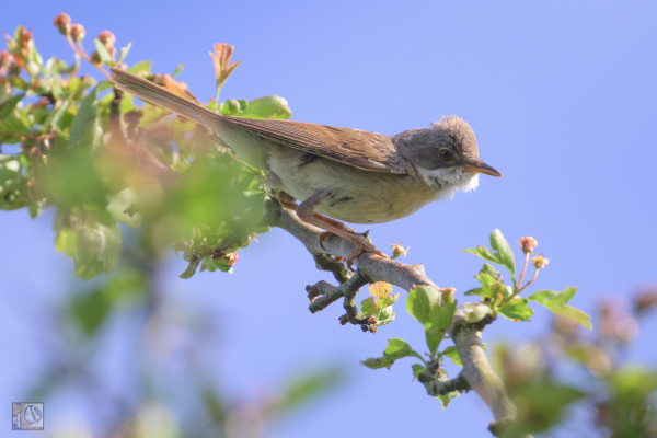 Male whitethroats are sandy-grey above, with pale grey heads, pinkish-buff breasts and bright white throats.