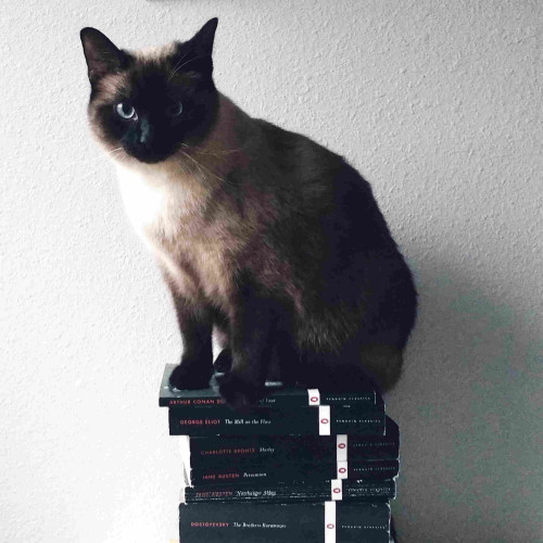 Brontë sitting on top of a stack of penguin edition books.