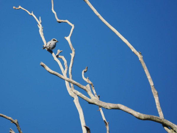 A small grey bird with a black strip across its eye, sits on the branches of a dead tree, against the backdrop of a bright blue cloudless sky