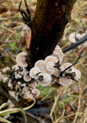 Top down view of several dozen Split Gill mushrooms growing out of the tiny twigs of a small dead tree. Most are fan shaped to almost circular with barely an attachment. They are white and light salmon colored and have little notches, or splits, on their edges. They are growing tightly together.