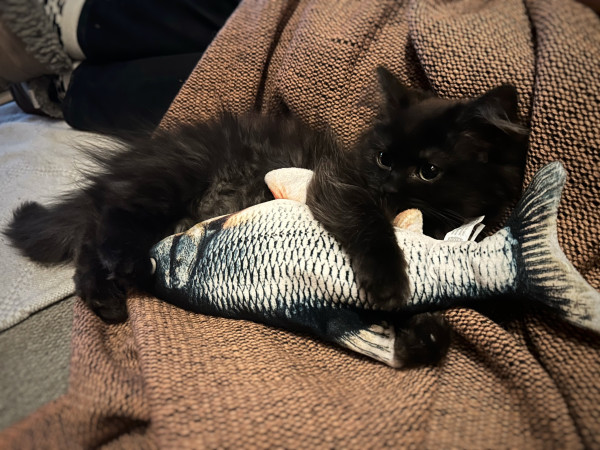A black kitten snuggles with a fish plushy 