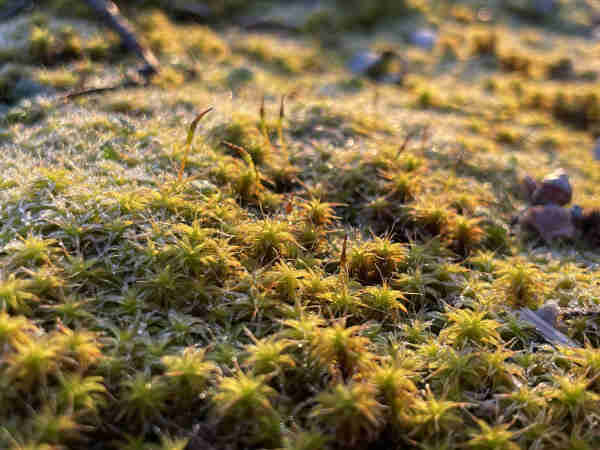 Close up of starry moss like thingies (here speaks the expert) in a morning glow and some specks of dew