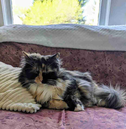 Calico fluffball lounging on mauve patterned futon sofa with window in background