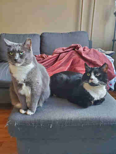 Ruby (cute grey and white kitten with striking green eyes) sitting on the couch, with Fishy (big handsome devil of a tuxedo cat) lying next to her, both facing the camera.