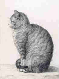 Artwork of a cat coloured in various shades of grey, sitting down and facing the left, to an off white background. 