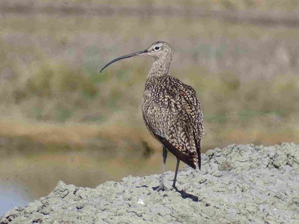 A large speckled bird stands on the edge of a built up mud road. Its long grey legs support and round brown and tan body with wings giving the tail a pointed look. The lighter head is turned to the left, a gleaming black eye looking out over a long thin downward curved black bill.