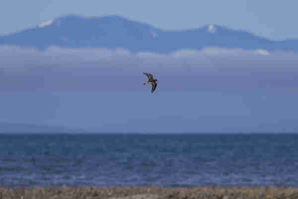 A Killdeer flying over the marshes. Open water is in the background, with mountains partly hidden by fog
