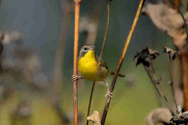 A common yellowthroat, a small brown bird with a bright yellow throat and belly perches between two dried plant stems, one foot on either one