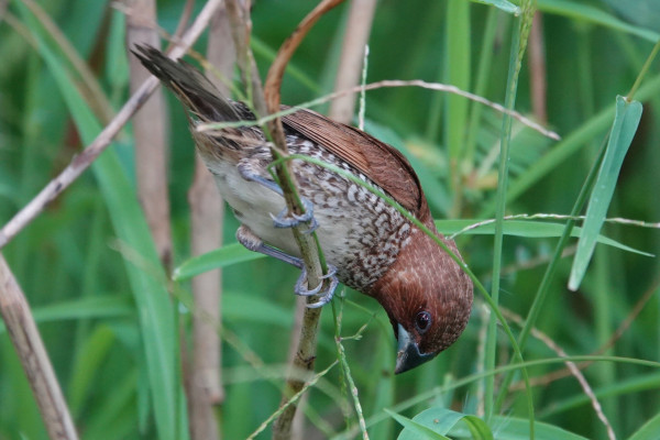 A sparrow sized bird with brown upperparts, brownish scales on breast and flanks, and a whitish belly.