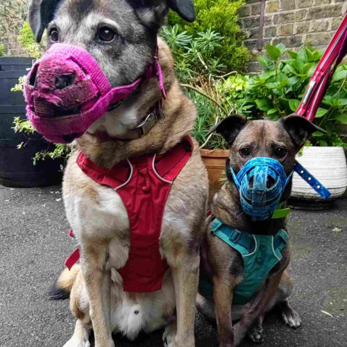 Two dogs, Ozzy (l) and Kira (r), wait at a polling station.

Ozzy is a large sandy coloured Shepherd mix with a red harness and a pink muzzle. 
Kira is a small brindle coloured Staffy mix with a cyan harness and a blue muzzle. 
