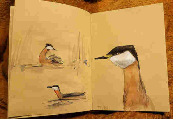 Aquarellskizzen im kleinen Skizzenbuch auf gelblichem Papier, über 2 Seiten 3 Wasservögel (Rothalstaucher)auf einem Teich, links in verschiedenen Posen, rechts Portaitstudie 