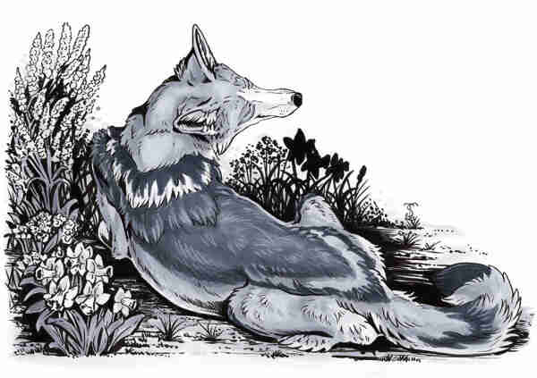 coyote sitting in flowers done in ink and markers