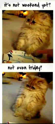 A humorous meme featuring two photos of a fluffy cat with a slightly disgruntled expression. The top photo has the caption "it's not weekend yet?" and the bottom photo follows up with "not even Friday?" The captions playfully express the cat's disappointment upon realizing the weekend is still some time away, a sentiment many people can relate to as they anticipate a break from the weekly routine. The cat's fluffy face and big, round eyes add a cute and comedic effect to the meme's message of midweek blues.