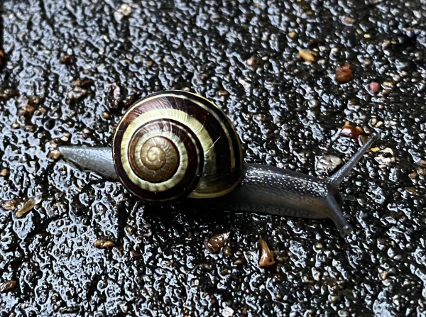 Snail on the go on wet blacktop. 