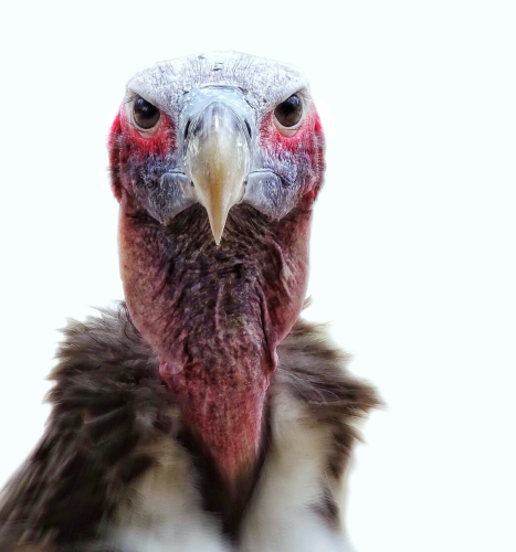 This is a portrait of a Lappet-faced vulture. This photo is just if the vulture’s face looking directly into the camera against a white background. The edit highlights the birds beauty with no distractions. As photographed in South Africa.