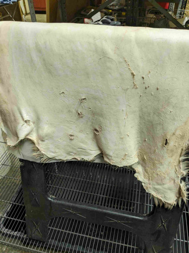 A closeup of a deerskin hide, draped over a sawhorse, which is standing a grate above a tub of pickling/tanning solution.

The skin side is showing. The left and center of the skin has been "shaved" - meaning scraped down to the skin layer. The right side of the skin hasn't been shaved yet, so you can see the difference - with bits of membrane and fat visible and needing to be removed. 