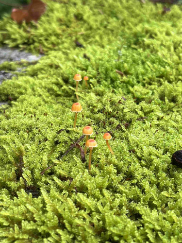 A large patch of moss with six tiny orange mushrooms 