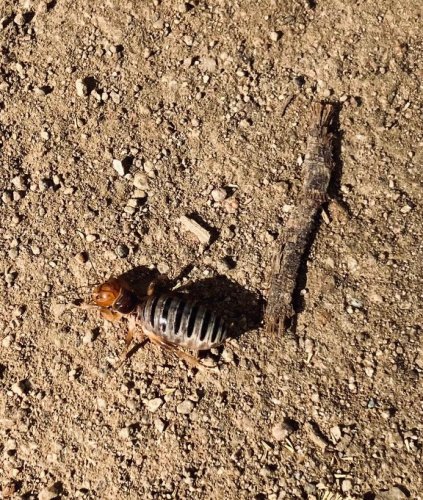 Big red-headed horizontally striped bug, I think it's an ant.