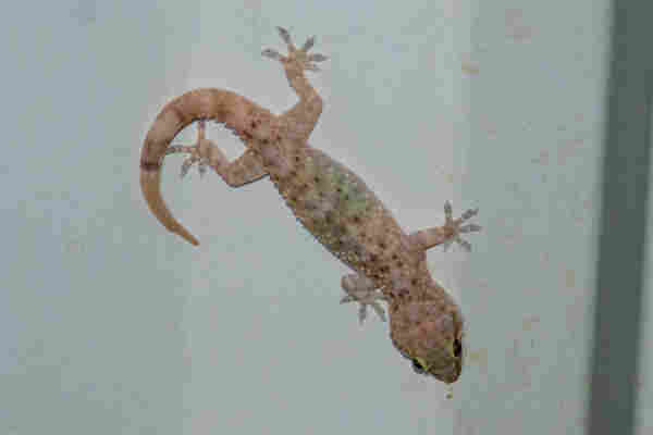 A small lizard with translucent pink skin and various light and dark spots hangs on a white corrugated metal wall