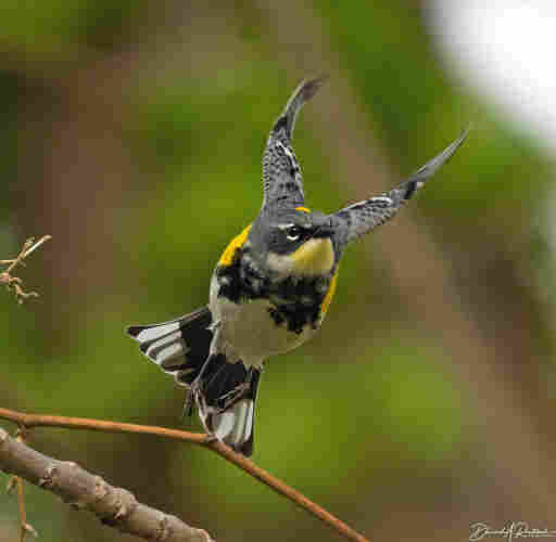 Small bird with dark head, pale yellow throat, dark chest, white belly, and white-tipped black tail feathers, taking off from a bare twig