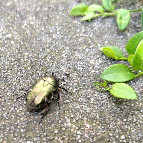 Goldener Käfer auf Steinplatte. Rechts oben grüne Blätter 