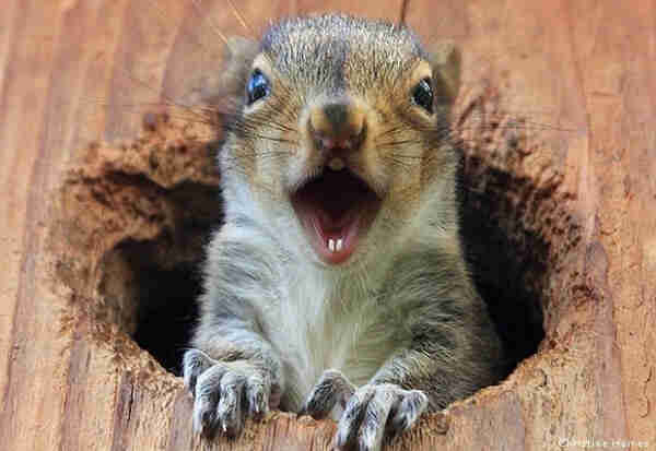 picture a grey squirrel with his mouth wide open in a cheeky smile , sticking his head out of a hole in a tree .