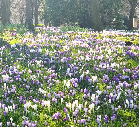 A photo of a park on Glasgow with trees and soft spring sunlight, the grass is filled with purple and white crocus.