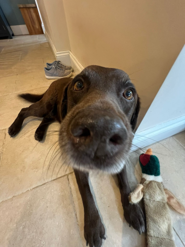 Close up photo of the whiskery snout of one of our dogs. She is looking directly at the camera and the picture pretty much stares right up her nose. Ruby is a chocolate Labrador. Also in the picture is her squeaky toy duck. 