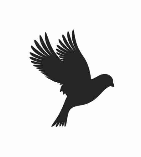 Digital artwork of a rather large black bird in flight to a light grey background. 
