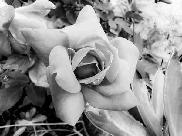 Rose bloom in full frame infrared black and white monochrome. 