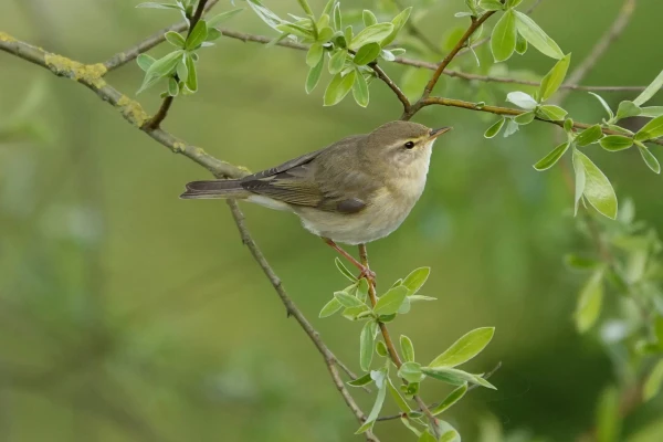 A willow Warbler on branch with fresh green leaves. Background light green