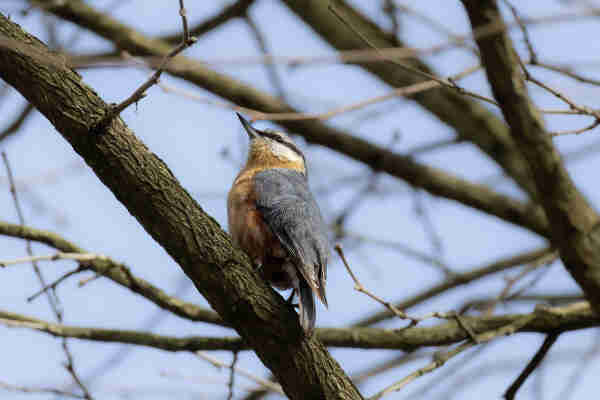 A Eurasian Nuthatch sitting in a tree. It is a small bird with a pointed beak, grey-blue feathers on its back, orange feathers on its stomach and neck and a mostly white face with a black streak going through it like a stereotypical bandit's mask. 