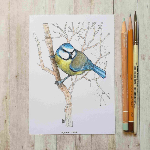 Original drawing - Blue Tit
Read the full descriptionA drawing of a blue tit sitting in the branches of a tree. A common blue and yellow garden bird.Materials: colour pencil, mixed media, acid free white artist paper
Width: 5 inches
Height: 7 inches
