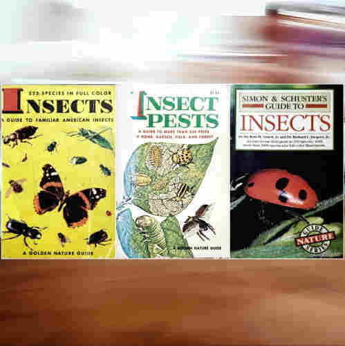 A composite image of 3 books about insects, arranged side by side and overlayed on a motion-blurred background. 
The first two books are the classic Golden Nature Guides: Insects and Insect Pests; the third is Simon and Schuster's Guide to Insects.
The Golden books both appear to have seen better days, each sporting creased covers and worn edges from decades of use; and the cover of Pests is considerably sun-faded. The last book is newer and in much better condition.
