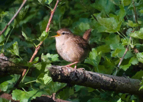 A wren singing. It's perched on a branch facing towards the left of frame. You can see it's tail feathers raised behind it.