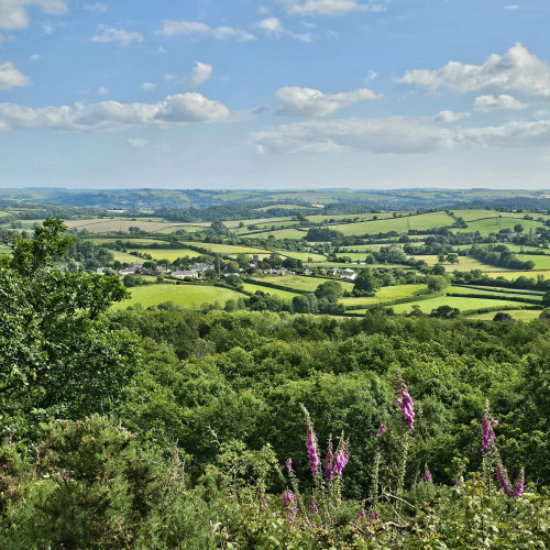 View over rolling farmland, with foxgloves in the foreground. 