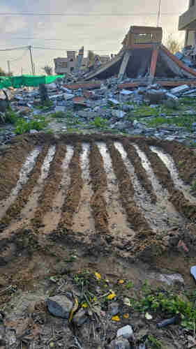 Photograph of a newly tilled patch of soil, wet and shiny with the sun. On the background structures turned to rubble get lost as far as can be seen.
There's a few yellow flowers on the ground. 