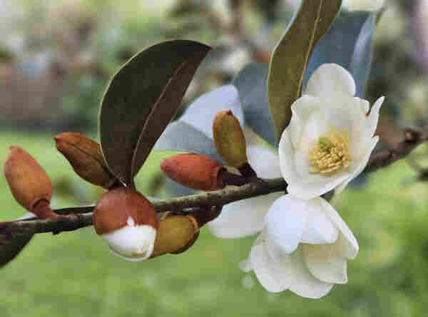 Close-up of magnolia blossom. The buds are brown, and the blooms are white.