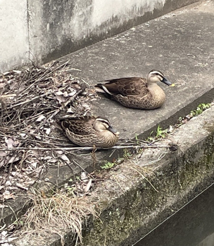 Two ducks resting beside a narrow waterway in a residential neighborhood.
I usually see them in large ponds and rivers.
But it is very rare to see them in the tight confines of a residential neighborhood lined with houses.
They hide their rounded, chocolate to café-latte gradient bodies well beside concrete and dead branches.